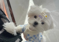 马尔济斯犬好养活吗(优点)