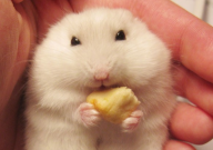 仓鼠可以吃菜叶吗(怎么喂)