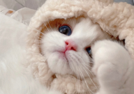 布偶猫可以吃南瓜吗（为什么）