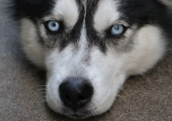 哈士奇资料介绍（简介）