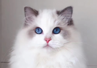 布偶猫是怎么配出来的（配种）