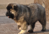 高加索犬适合什么人养(条件)
