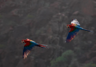 金刚鹦鹉能活多少年(寿命)