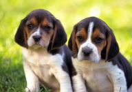 宠物狗咬主人还能养吗(为什么)