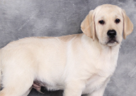 拉布拉多感冒不吃东西怎么办（吃什么药）