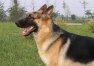 德国牧羊犬贵吗(值得养吗)