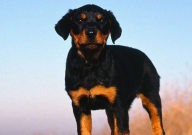 罗威纳犬怎么训练大小便(教程)