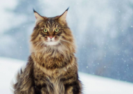 缅因猫是长毛猫吗（还是短毛）