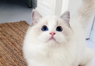 脸大的猫咪是什么品种(叫什么)