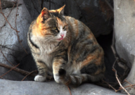 猫吃什么零食(比较好)