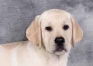 拉布拉多吃饭太快怎么办（怎么纠正）