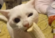 猫咪平时除了吃猫粮还应该喂些什么（营养）