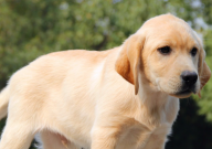 拉布拉多老是喘怎么回事(是什么原因)