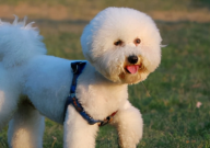 比熊吐舌头是什么意思（正常吗）