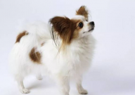 蝴蝶犬爱叫吗(为什么)