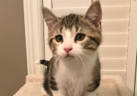 2个月大的猫怎么养(要注意什么)