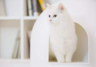 猫砂盆可以放厕所吗（原因）