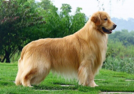 金毛能做导盲犬吗(为什么)