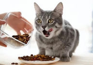 猫咪吃不好的猫粮会怎么样（长期）