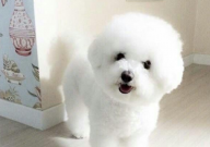 比熊翻肠子怎么办(怎么治)