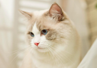 猫舍是宠物店吗（区别）