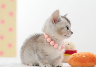 猫吐粮拉稀是怎么回事(是什么原因)