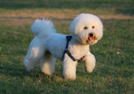 三个月的比熊犬一天吃多少狗粮（吃几顿）