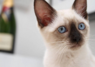 让暹罗猫听话小妙招（怎么做）