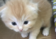折耳猫价格比正常猫贵吗(为什么)