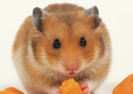 仓鼠能吃黄豆吗(生的还是熟的)