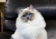 在猫的眼里主人是什么(是什么东西)