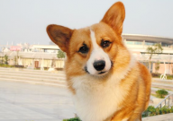 猫和狗哪个掉毛严重(厉害)