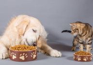 小猫能吃猫粮吗(多少天)