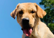 拉布拉多常见的疾病（有哪些）