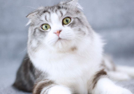 折耳猫饲养注意事项(有哪些)