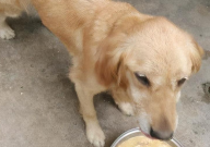 金毛幼犬瘦怎么办(怎么增肥)