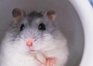 仓鼠为啥会打架(原因)