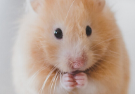 仓鼠为什么会突然死掉(原因)