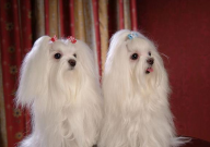 马尔济斯犬和比熊哪个好养(区别)