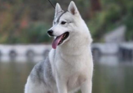 一只纯种的哈士奇多少钱（大概）