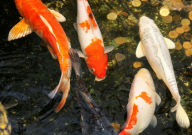 锦鲤饲养的注意事项(新手)