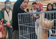成都宠物猫市场在哪里(地址位置)