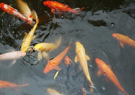 有什么药可以净化鱼塘水质(怎么用)