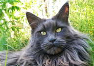 缅因猫是最大的猫了吗(是吗)