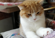 猫咪毛发枯燥无光什么原因(护理方法)