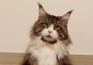 养缅因猫需要注意什么(细节)