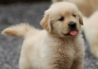 金毛可以吃板栗吗(怎么吃)