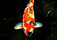 锦鲤除了喂饲料还可以喂什么(食物)