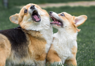 柯基好还是柴犬好(哪个更好养)