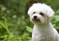 贵宾犬可以吃火腿肠吗(为什么)